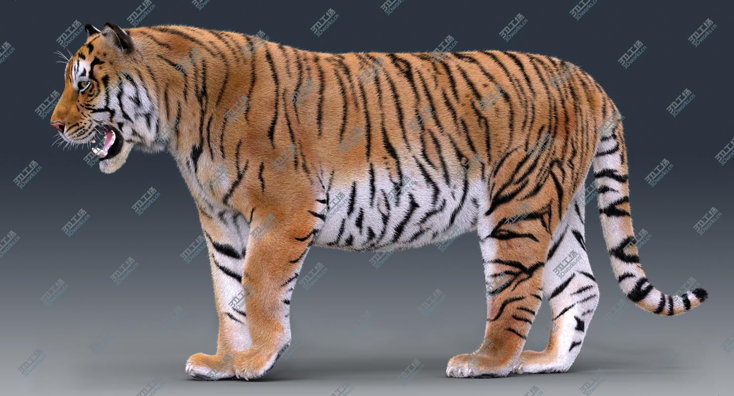 images/goods_img/2021040165/Tiger(Rigged, Fur) 3D/1.jpg